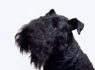 terrier kerry blue